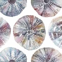Sea Urchins Fabric - Abalone