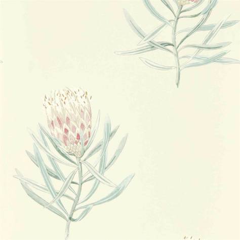 Sanderson Art of the Garden Wallpapers Protea Flower Wallpaper - Porcelain/Blush - DART216330