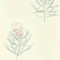 Protea Flower Wallpaper - Porcelain/Blush