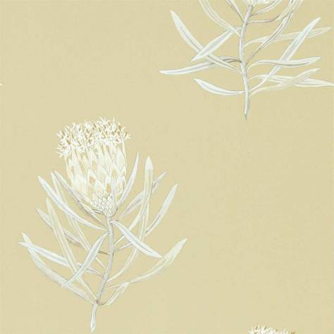 Sanderson Art of the Garden Wallpapers Protea Flower Wallpaper - Sepia/Champagne - DART216331