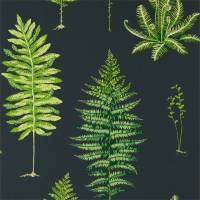 Fernery Wallpaper - Botanical Green / Charcoal