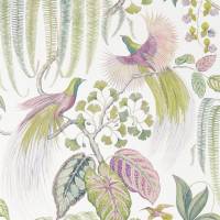 Bird of Paradise Wallpaper - Orchid