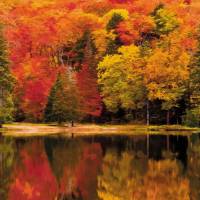 Autumn Wallpanel - Orange