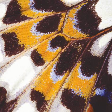 Casadeco Nicaragua Wallpapers Mariposa S Wallpanel - Orange - 87313418