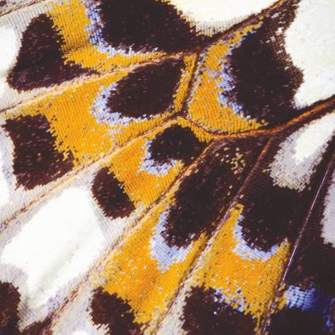 Casadeco Nicaragua Wallpapers Mariposa M Wallpanel - Orange - 87323418