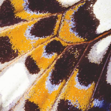 Casadeco Nicaragua Wallpapers Mariposa L Wallpanel - Orange - 87333418