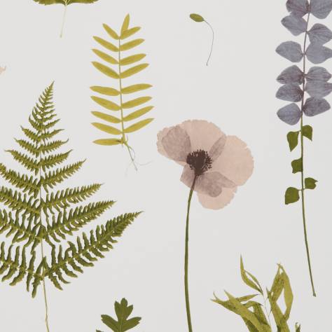 Clarke & Clarke Botanica Wallpapers Herbarium Wallpaper - Blush - W0091/01