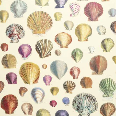John Derian Picture Book Wallpapers Captain Thomas Browns Shell Wallpaper - Sepia - PJD6000/01