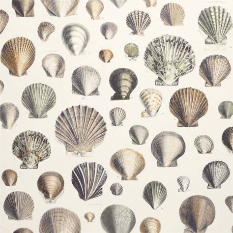 John Derian Picture Book Wallpapers Captain Thomas Browns Shell Wallpaper - Oyster - PJD6000/02